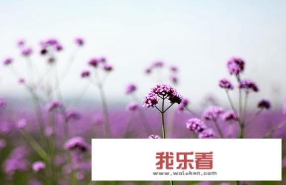 求图片植物名称？谢谢？