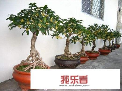 桂花和桂树有何区别？