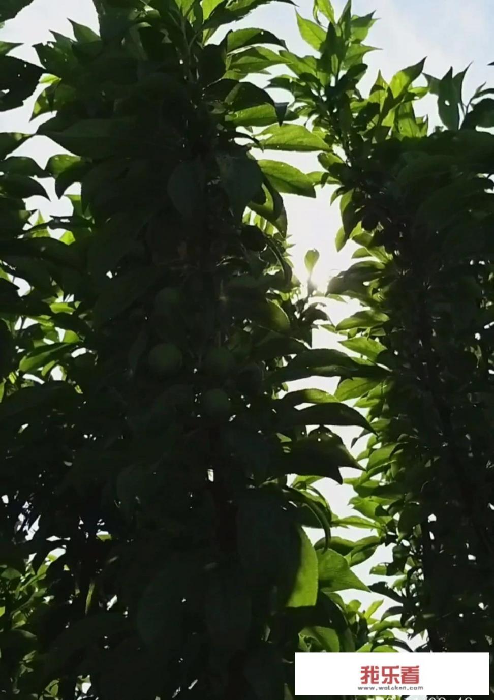 草鱼是哪种动物？