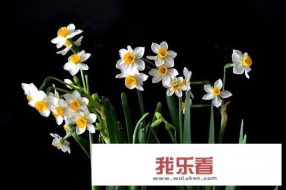 各种鲜花的名称，图片及寓意之一？