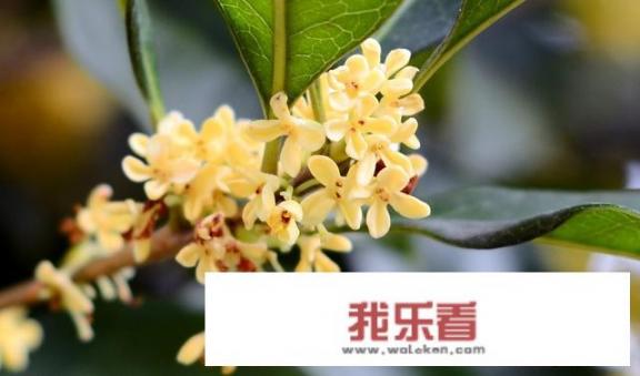 各种鲜花的名称，图片及寓意之一？