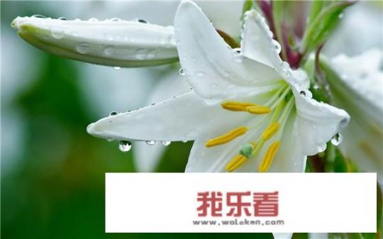 各种鲜花的名称，图片及寓意之一？