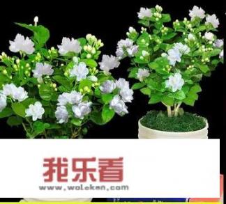 女人长的好看还善良是不是女人的灾难？