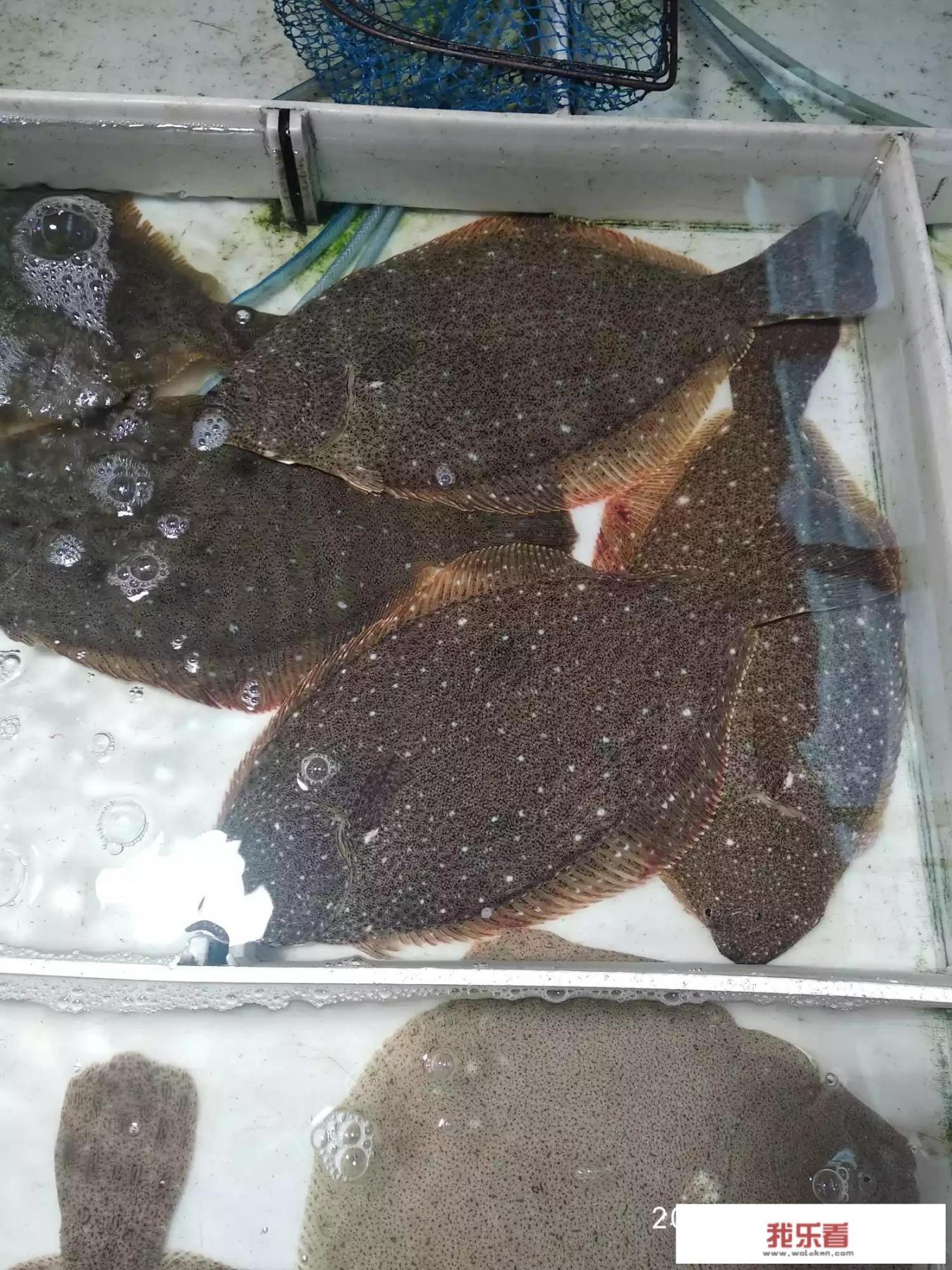 鸦片鱼头炖豆腐怎么做？
