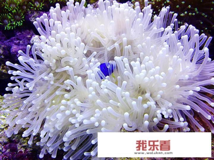 海葵是什么？