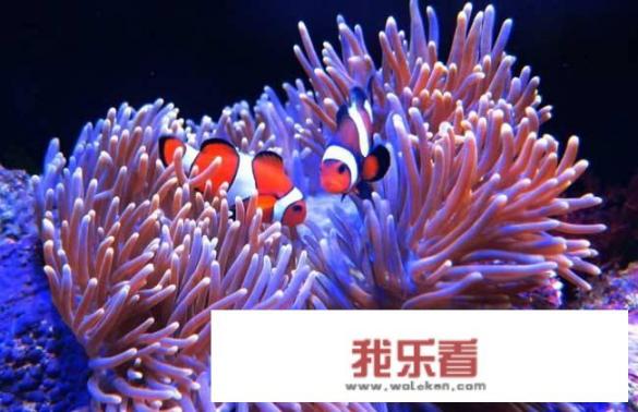 海葵是什么？