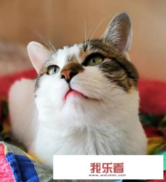 一家四口的卡通图片怎么做？