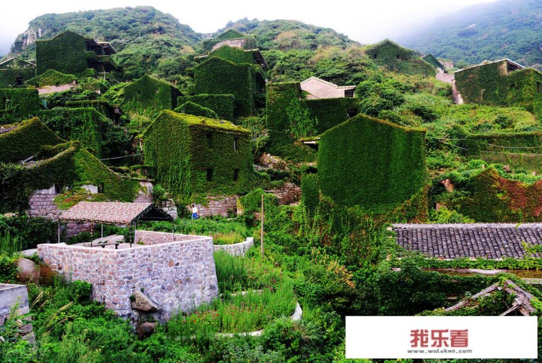 爬山虎是什么？