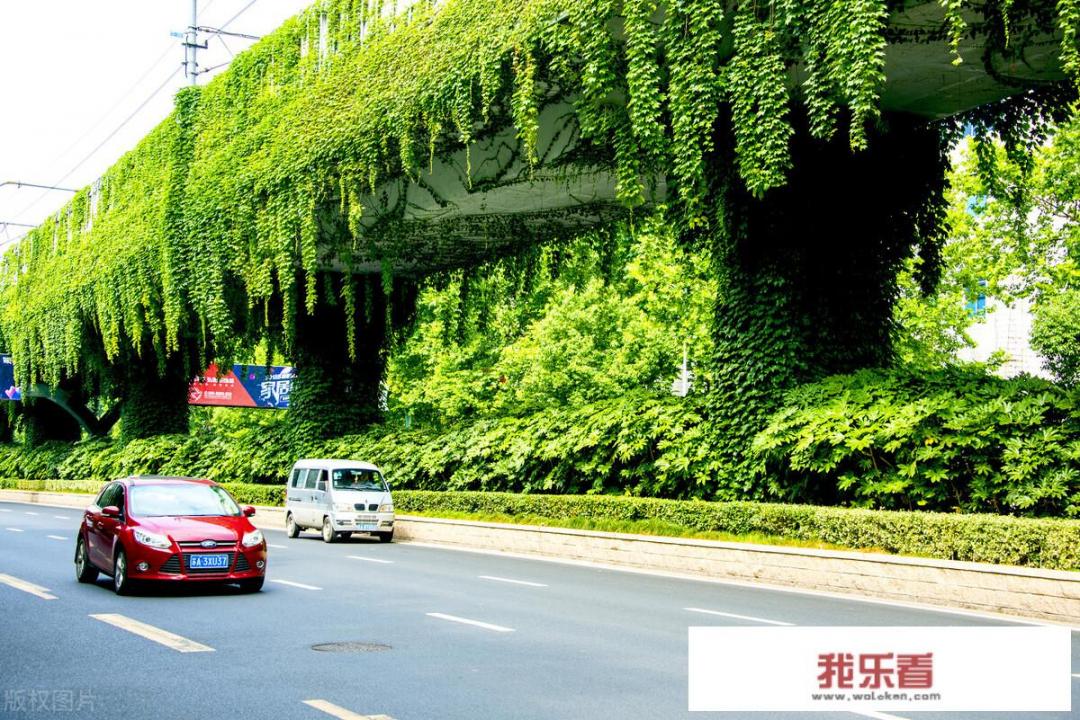 爬山虎是什么？
