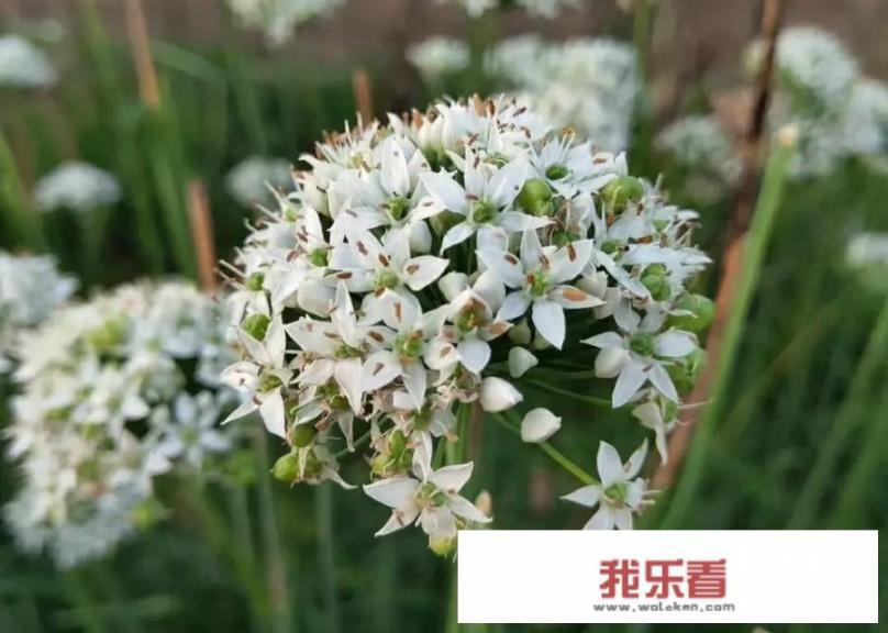 韭花酱和什么搭配好吃？
