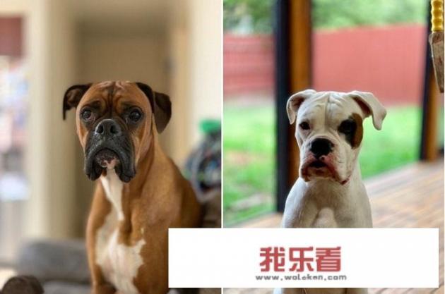 iPhone XS Max开售，首批用户感受如何？