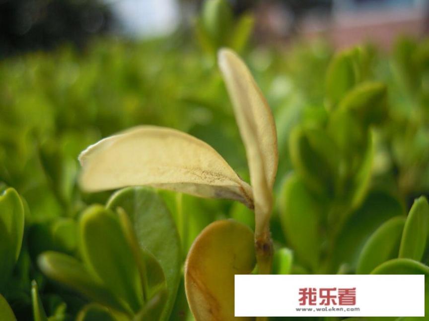 为什么我微信收到的表情,都是转圈圈很久才显示图片呢？