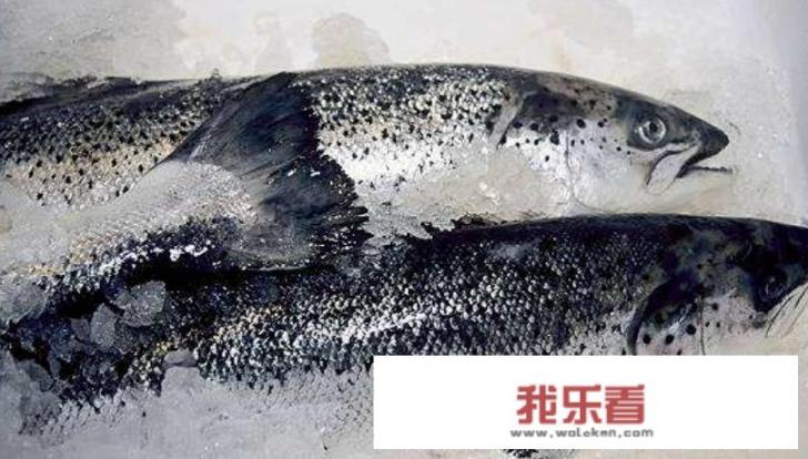 三文鱼产自哪里？
