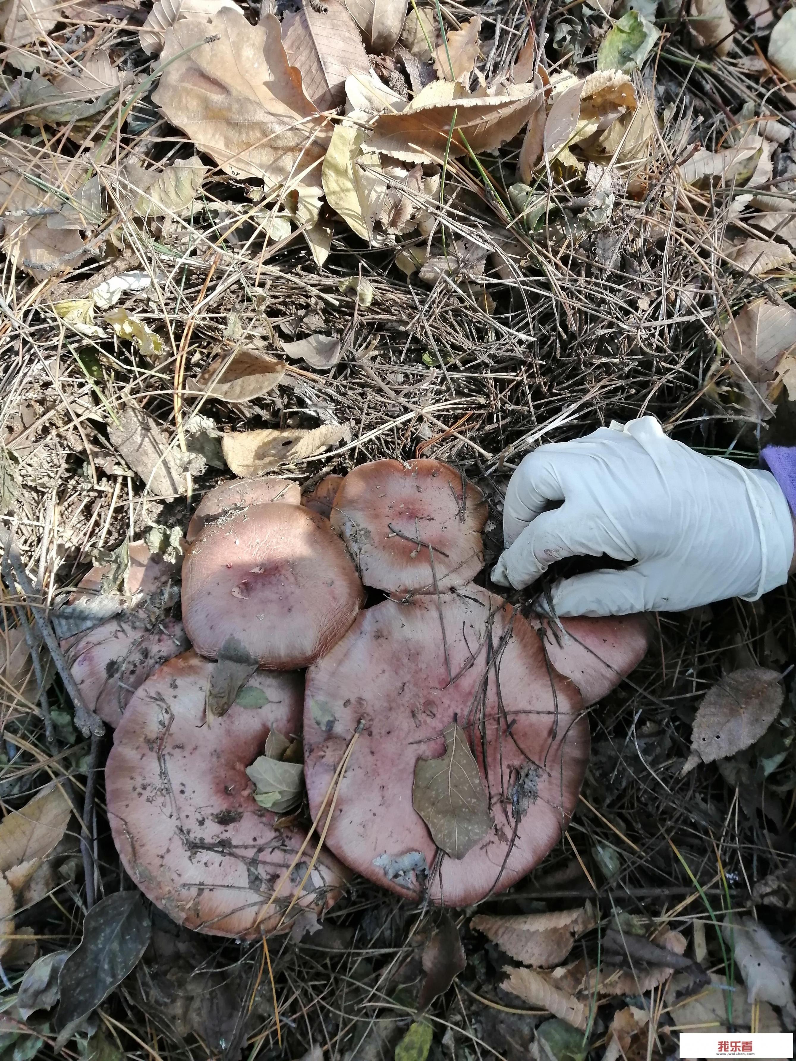 蘑菇图片品种？