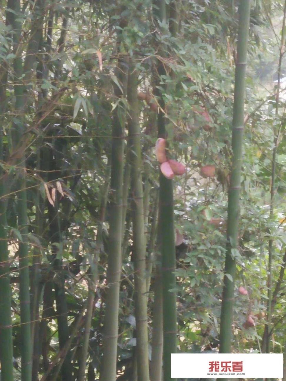 八月炸介绍？