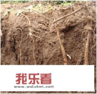 铁棍山药的功效在什么情况下不可食用？