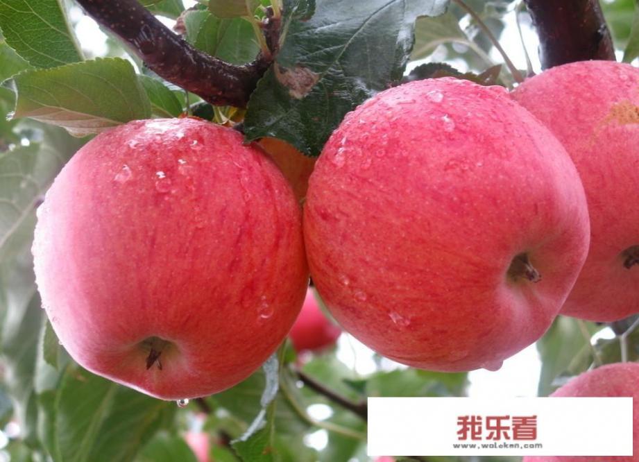 吃苹果能减肥吗？
