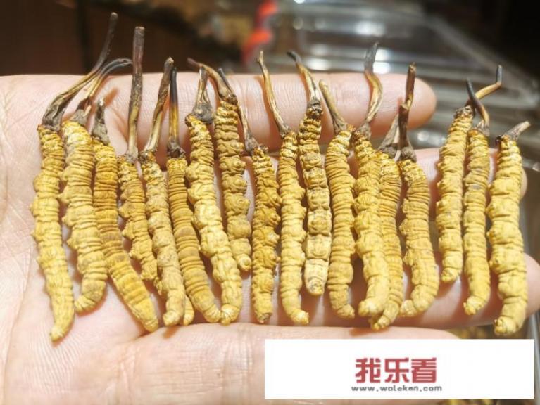 土虫草的吃法？