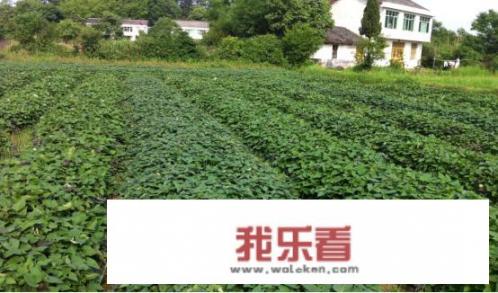 发了芽的紫薯可以吃吗？