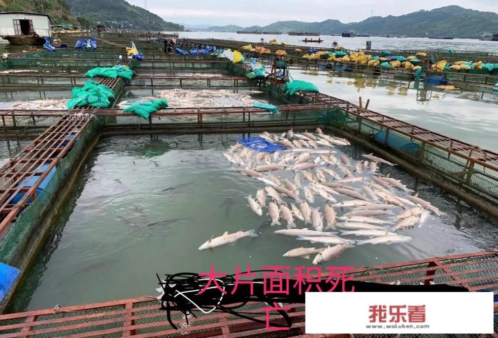 加州鲈鱼一斤利润10元钱，最近价格为何如此疯涨？