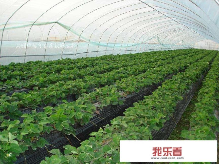 建造一个草莓大棚大约要多少钱？