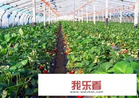 建造一个草莓大棚大约要多少钱？
