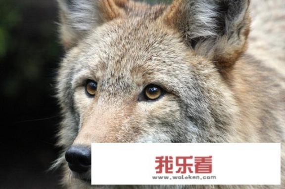 用狼的图片做微信头像的人都是什么性格？