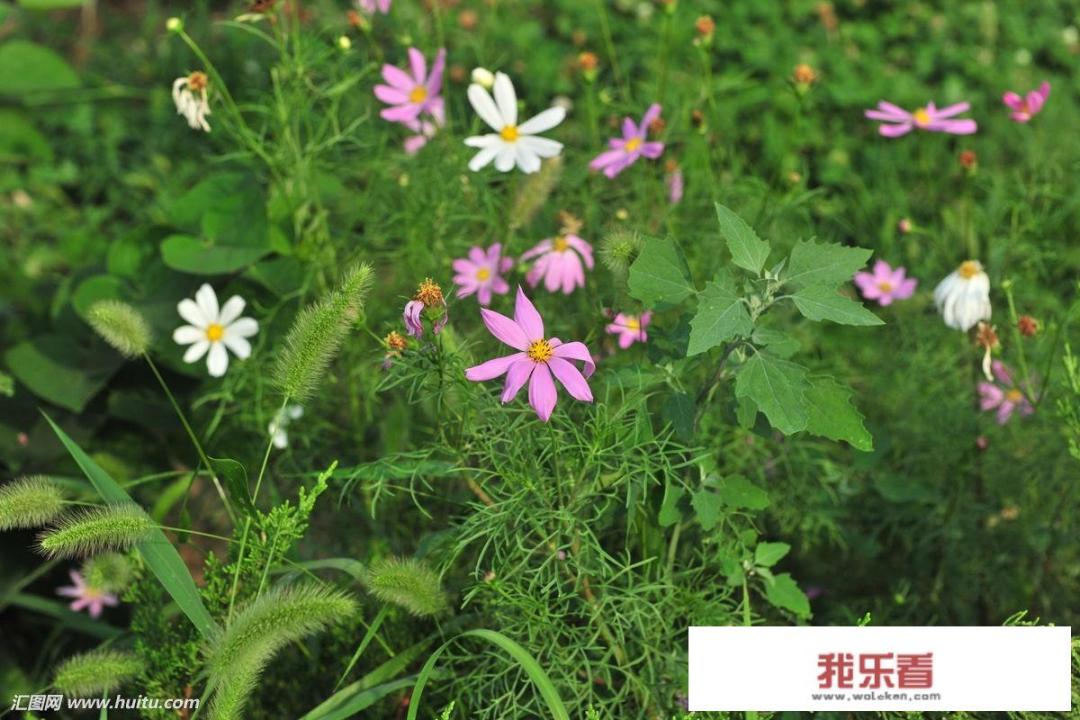 用狼的图片做微信头像的人都是什么性格？