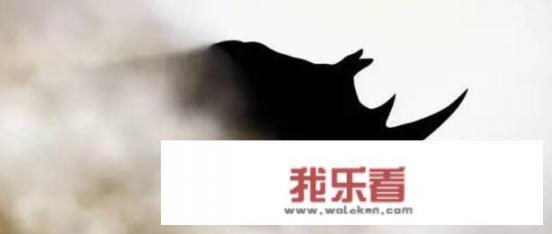 飞来黑天鹅意味着什么？
