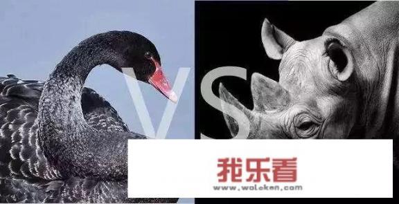 飞来黑天鹅意味着什么？
