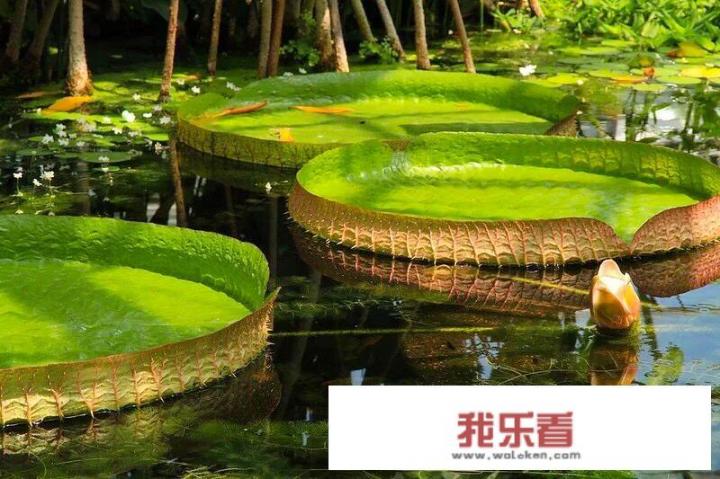 什么是热带雨林？