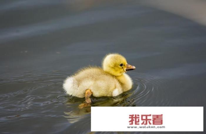 农村集市上有人卖幼鸭和幼鹅，它们长得很像，如何分辨小鸭子和小鹅呢？