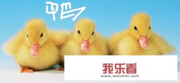 农村集市上有人卖幼鸭和幼鹅，它们长得很像，如何分辨小鸭子和小鹅呢？