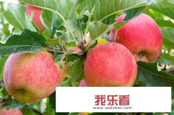 哺乳期能吃苹果麽？吃苹果好吗？