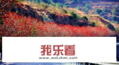 攀枝花包括哪几个市？