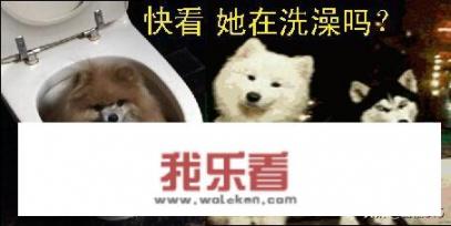 狗狗有哪些沙雕搞笑照片？