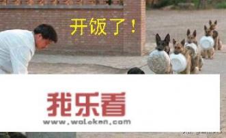 狗狗有哪些沙雕搞笑照片？