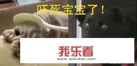 狗狗有哪些沙雕搞笑照片？