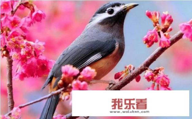 乌梅鸟吃什么食物？