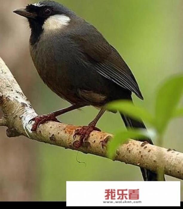 乌梅鸟吃什么食物？