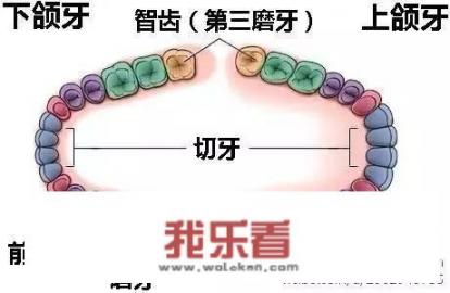 什么是智齿？