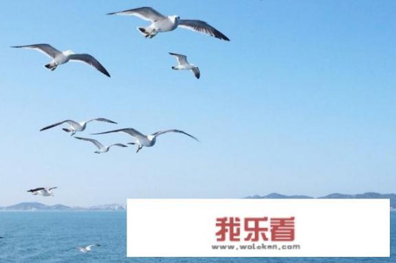 如何拍摄海鸥？