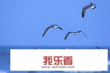 如何拍摄海鸥？