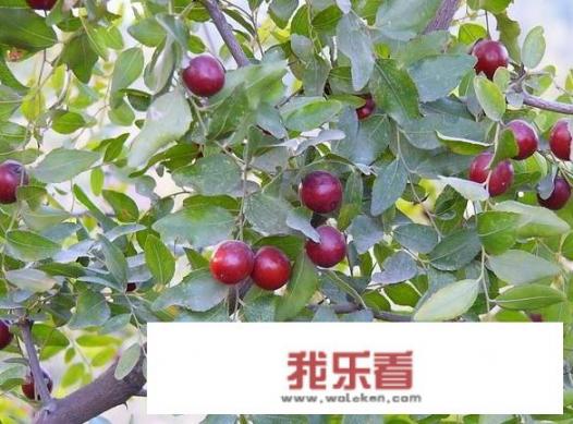 什么叫冬枣？