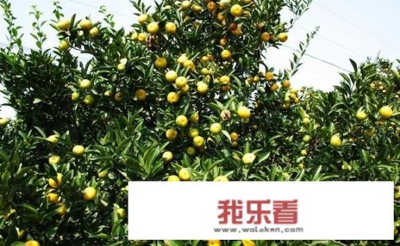 什么叫冬枣？