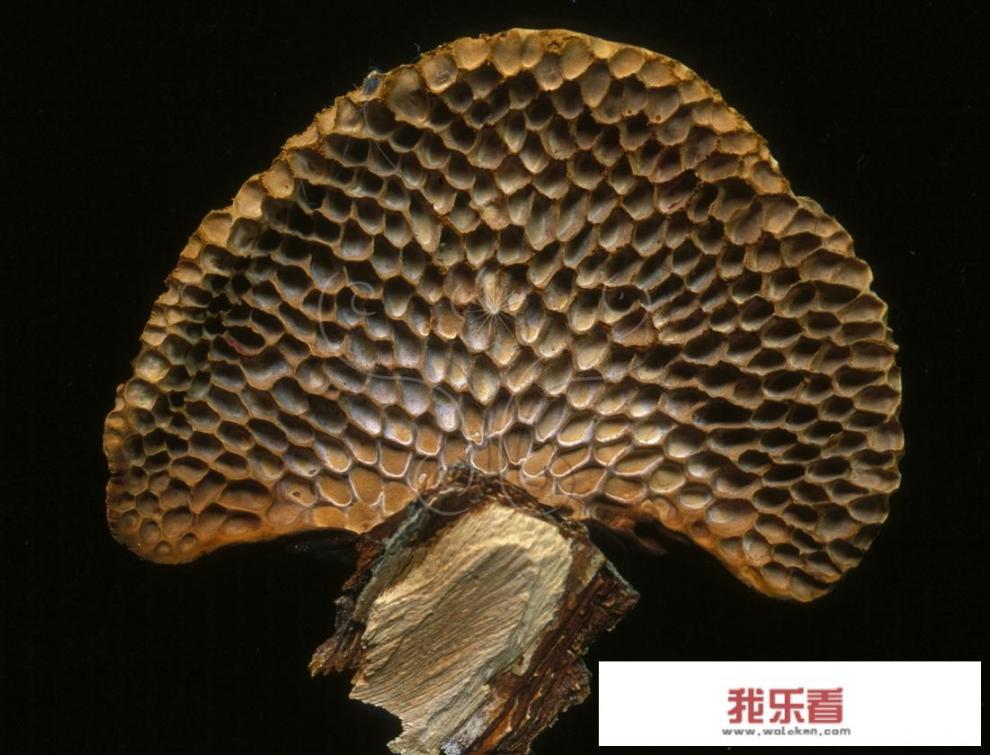 长在龙眼老树上的“灵芝”能吃吗？