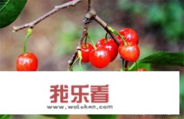 玛瑙红樱桃和普通樱桃对比？