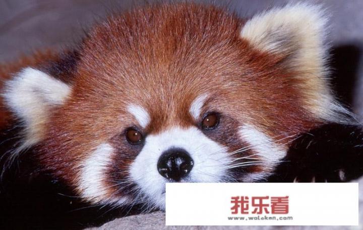 熊猫图寓意？
