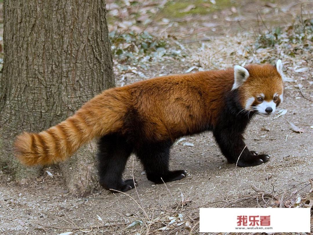 熊猫图寓意？