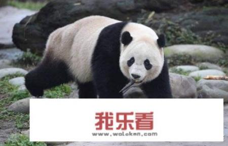 熊猫图寓意？